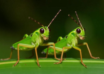 Four New Flightless Grasshoppers Emerge from Cameroon’s Vanishing Forests