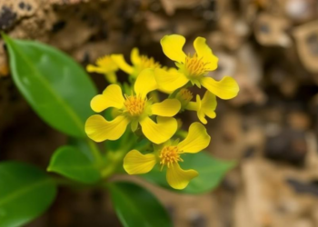 Yellow-flowered cliff dweller revealed as new plant species from Yunnan karst