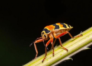 African plant bug genus Kunungua gains three new species in half-century taxonomic overhaul