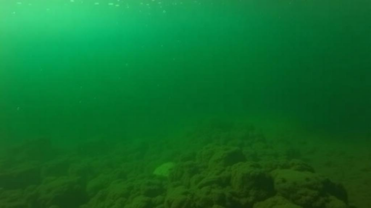 Diffusion-Generated Degraded Images Teach Underwater Detectors to See Through Murk