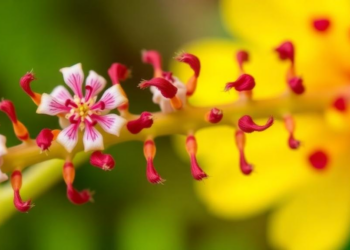 New Chromosome Counts Reveal Hidden Diversity in Italy’s Flora