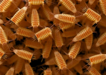 Tiny Invading Amphipods Reveal a Taxonomic Puzzle Hidden in Greek Fish Farms