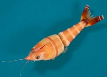 Invasive Snail Turned Feed: Apple Snail Meal Speeds Ovarian Maturation in Farmed Shrimp