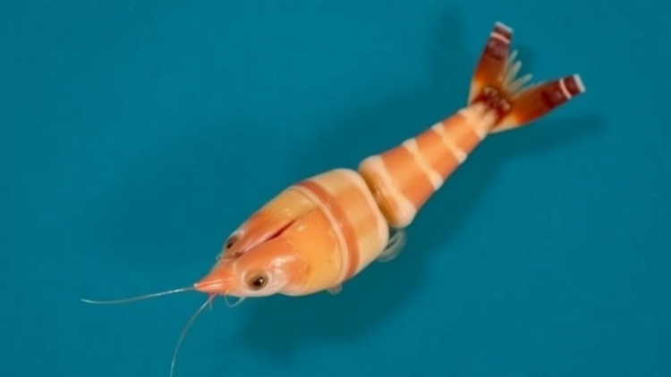 Invasive Snail Turned Feed: Apple Snail Meal Speeds Ovarian Maturation in Farmed Shrimp