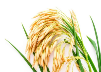 Rice Feeds Half the World but Costs Water, Climate and Health: Scientists Demand a Planetary Health Reset
