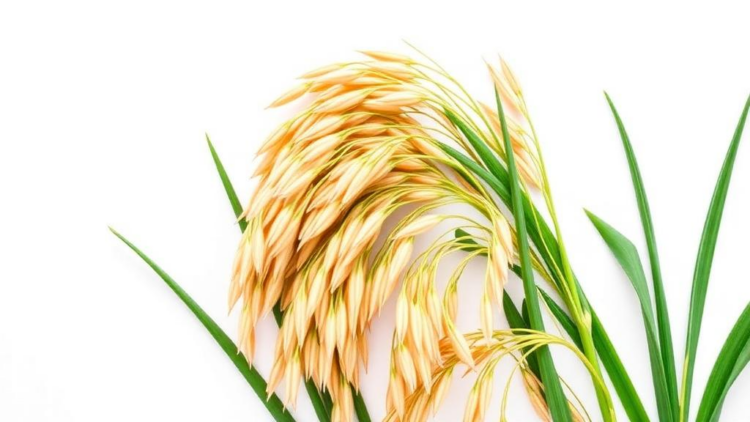 Rice Feeds Half the World but Costs Water, Climate and Health: Scientists Demand a Planetary Health Reset