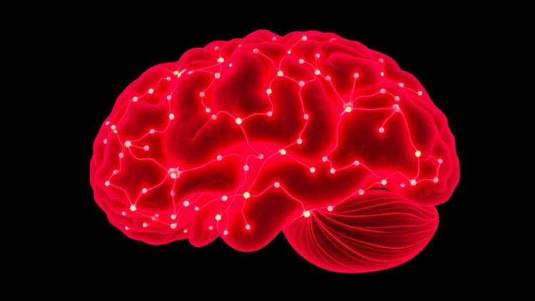 Stigmasterol suppresses glioblastoma growth through mitochondrial dysfunction and oxidative stress