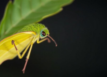 Trumpet Moth Mystery: Iranian Leafminer Challenges Species Boundaries