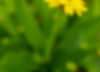 Spiritual Well-Being Emerges as a Powerful Predictor of Hope in Hemodialysis Patients