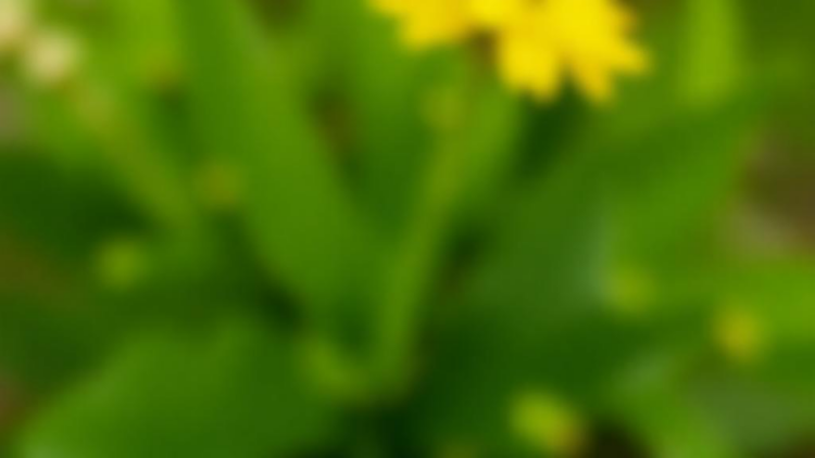 Spiritual Well-Being Emerges as a Powerful Predictor of Hope in Hemodialysis Patients