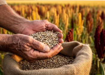 Forgotten Crops May Hold the Key to Resilient Food Systems, Researchers Argue