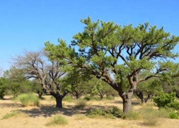 Algeria’s Cork and Holm Oaks Face Shifting Futures as Climate Redraws the Map
