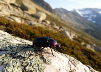 Alpine ground beetles reveal hidden habitat zones in the Swiss Alps