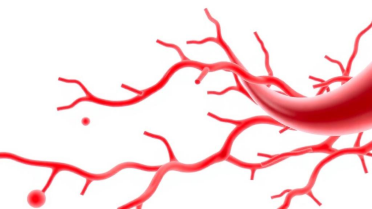 Blood-Like Fluid Model Reveals How Curved Vessels Could Trap Drug Particles