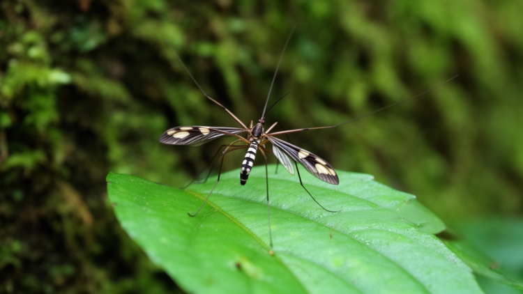 New Crane Fly with Striking Wing Patterns Discovered in Southern China