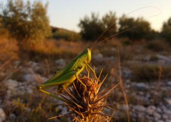 New Bush-Cricket Species Discovered Hiding on the Outskirts of Athens