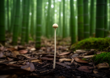 New Puffball Genus Longipediperdon Unveiled from China’s Bamboo Forests