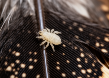 New Genus of Chewing Lice Reveals Hidden Diversity on Tragopan Birds