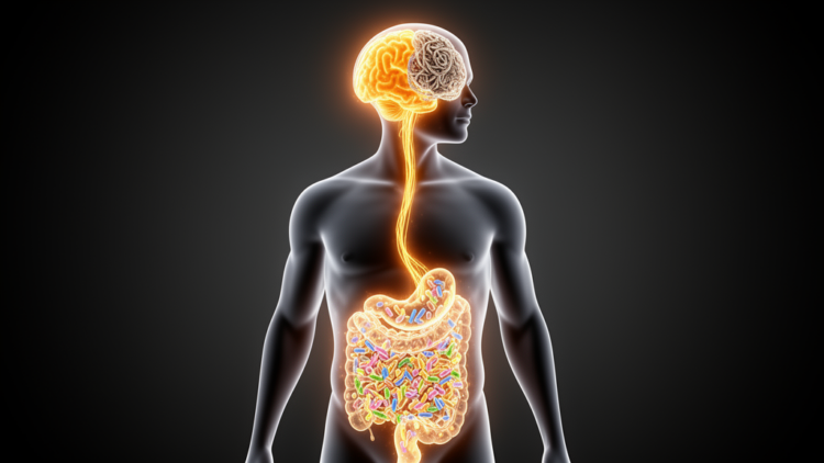 Gut-Brain Homeostatic Continuum: A Systems Framework for Alzheimer’s Disease Resilience and Progression