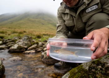 Four new miniature catfish species discovered hiding atop Brazil’s subtropical mountains