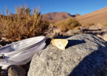 Tiny New Moth Species Discovered at 2,800 Meters in Chile’s Atacama Andes