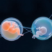 New computational benchmark reveals how closely lab-grown embryo models match real human development