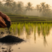Rice Biochar Could Curb Methane From Indonesia’s Flooded Paddies