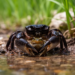 Killer crabs: Freshwater crab caught preying on endangered Greek island frog