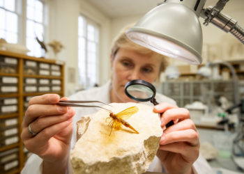 Forgotten Fossil Reveals New Species of 30-Million-Year-Old Darwin Wasp from France