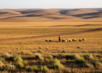 Grasses, sedges and sheep: mapping the open habitats of Middle Asia