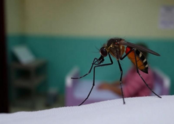 Dengue Hospitalisations Have Doubled in a Decade, Global Meta-Analysis Finds