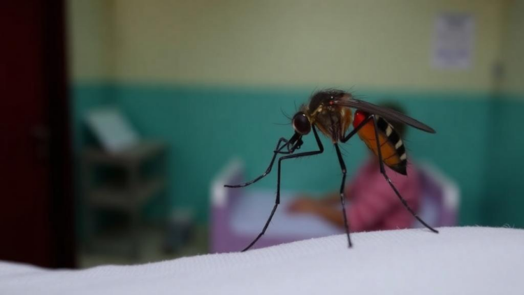 Dengue Hospitalisations Have Doubled in a Decade, Global Meta-Analysis Finds