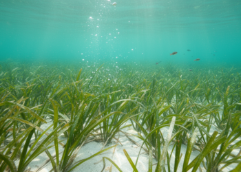 Tropical Seagrass Meadows Bury Carbon but Quietly Leak Methane, Study Finds