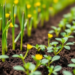 Simple Tube System Reveals Hidden Soil Thresholds That Decide Whether Canola Seedlings Survive