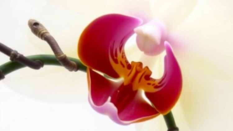 Orchid Chromosomes Reveal Hidden Genetic Differences