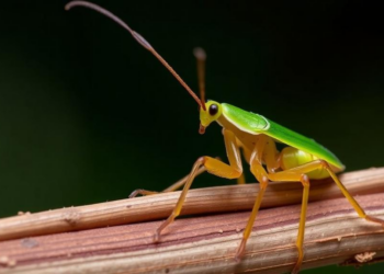 Stalked by a Naming Clash, Stick Insects Get a New Identity