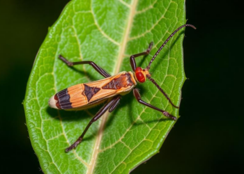 Rare European leaf miner discovered across three countries