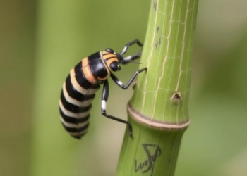 Citizen Scientists Reveal Expanding European Range of Bamboo Borer