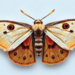 Himalayan silkmoth reveals unexpected links to American species