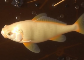 Molasses and oxygen unlock nutrients in catfish farm sludge