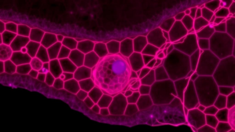 Cell Shape and Position Predict Fate in a Developing Epithelium