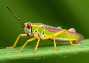 Grasshopper Type Found to Be a Duplicate Species