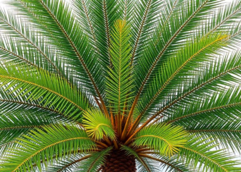 Cycad phylogeny spans 346 accessions and all 10 genera