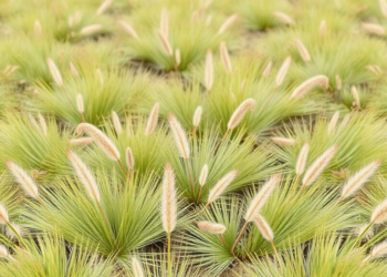 Research report: Vegetation classification of Stipa steppes in China, with reference to the International Vegetation Classification