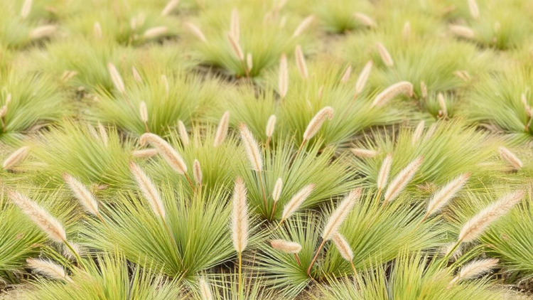 Research report: Vegetation classification of Stipa steppes in China, with reference to the International Vegetation Classification