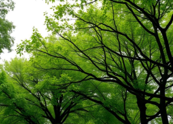 Bayesian networks estimate regulating-service assets for Oslo’s urban tree canopies