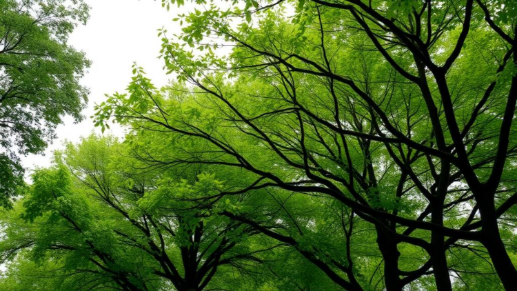Bayesian networks estimate regulating-service assets for Oslo’s urban tree canopies