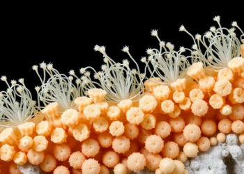 Morphology and DNA reveal diverse Antarctic coastal diatom communities