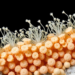 Morphology and DNA reveal diverse Antarctic coastal diatom communities