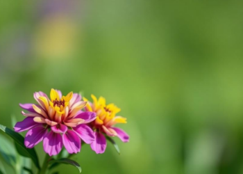 VOC profiling separates selected Lamiaceae taxa in European study